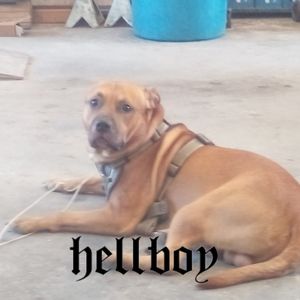 Meet your Posher, Josh